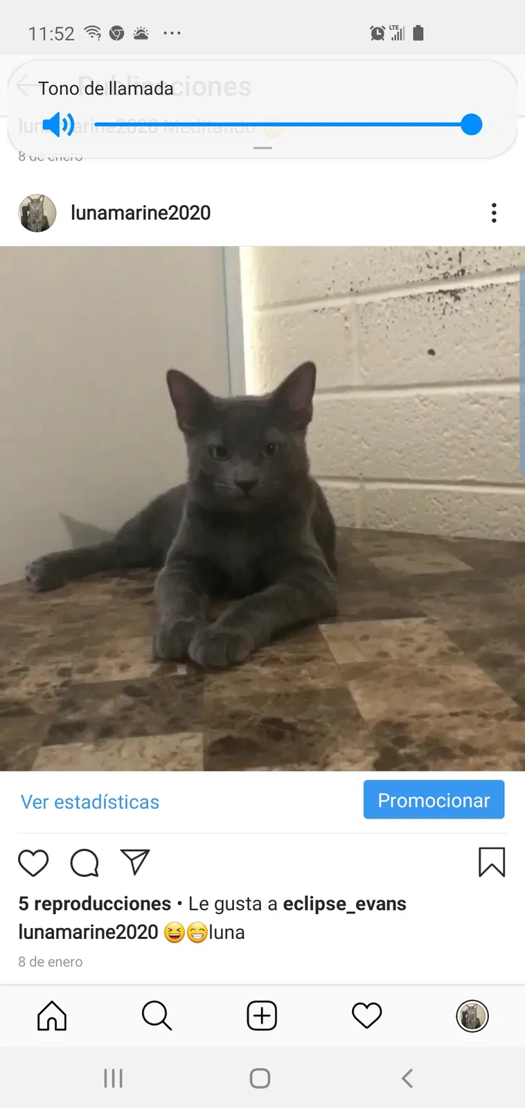 Lost cat in Phoenix, AZ, 85016