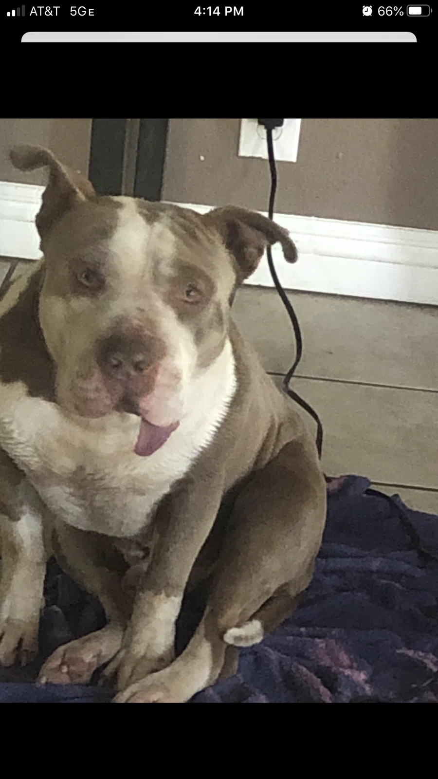 Lost dog in North Las Vegas, NV, 89030