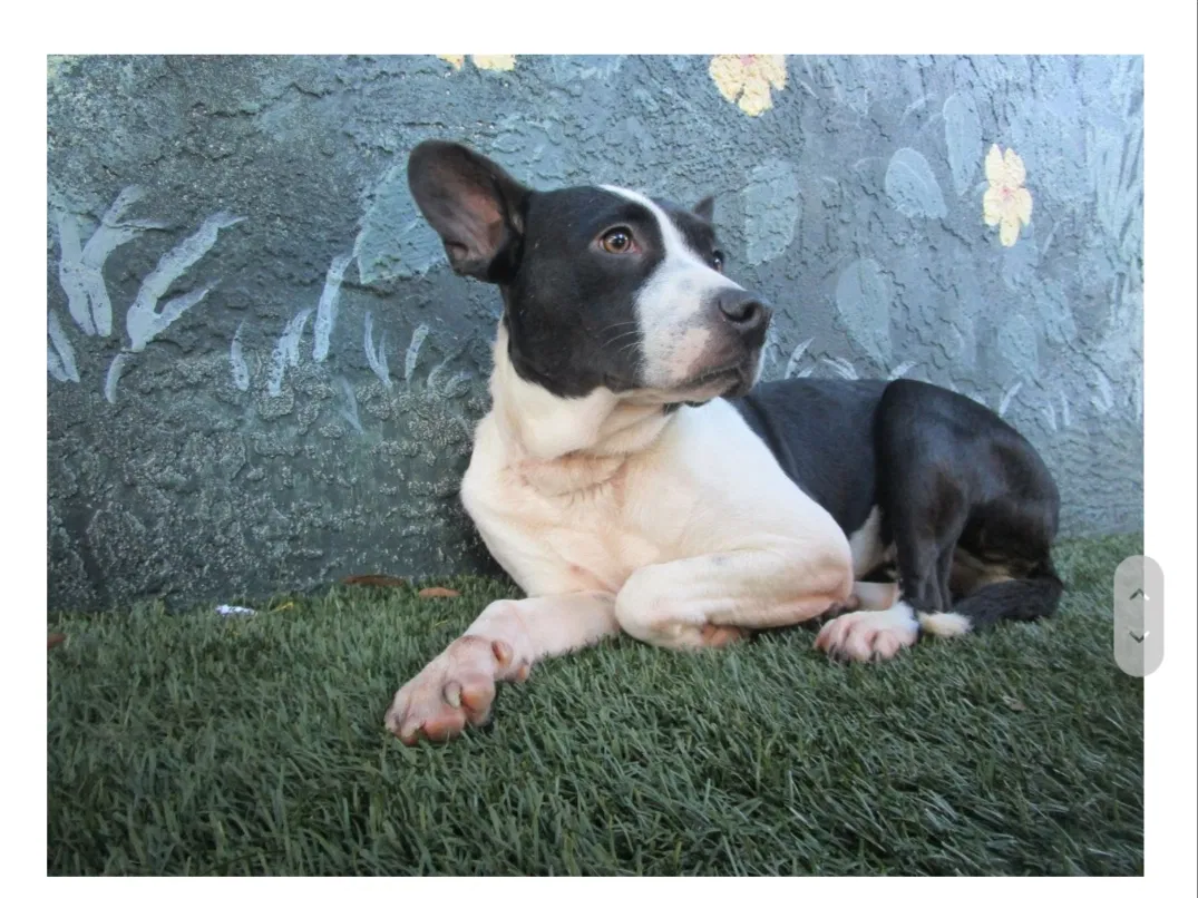 Lost dog in Auburndale, FL, 33823