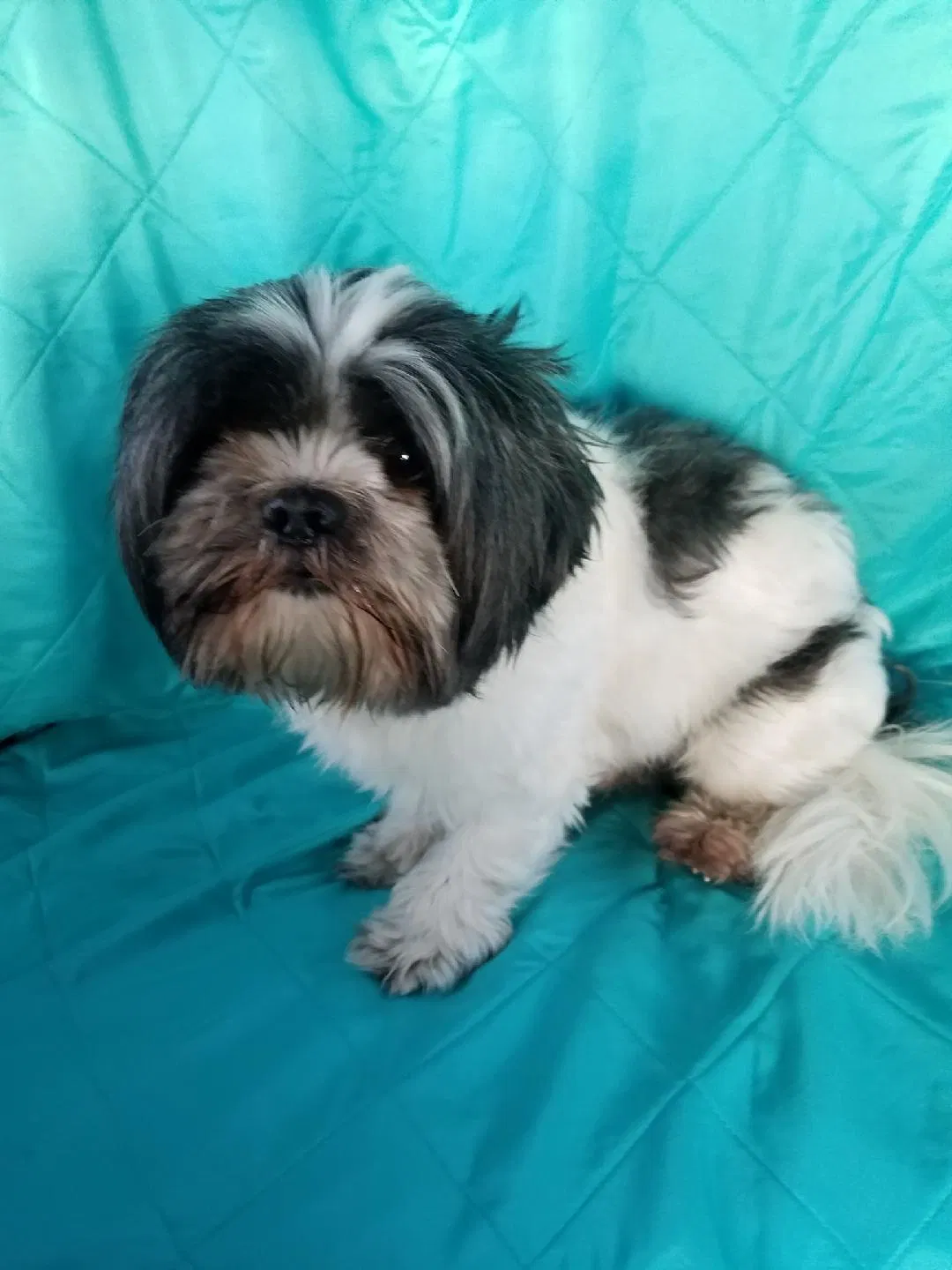 Found dog in Miami, FL, 33165