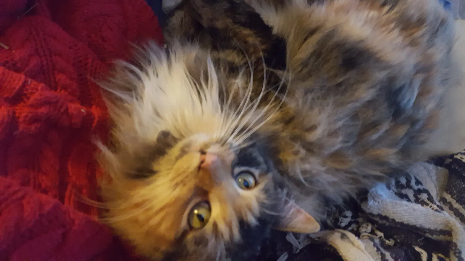 Lost cat in Elk River, MN, 55330