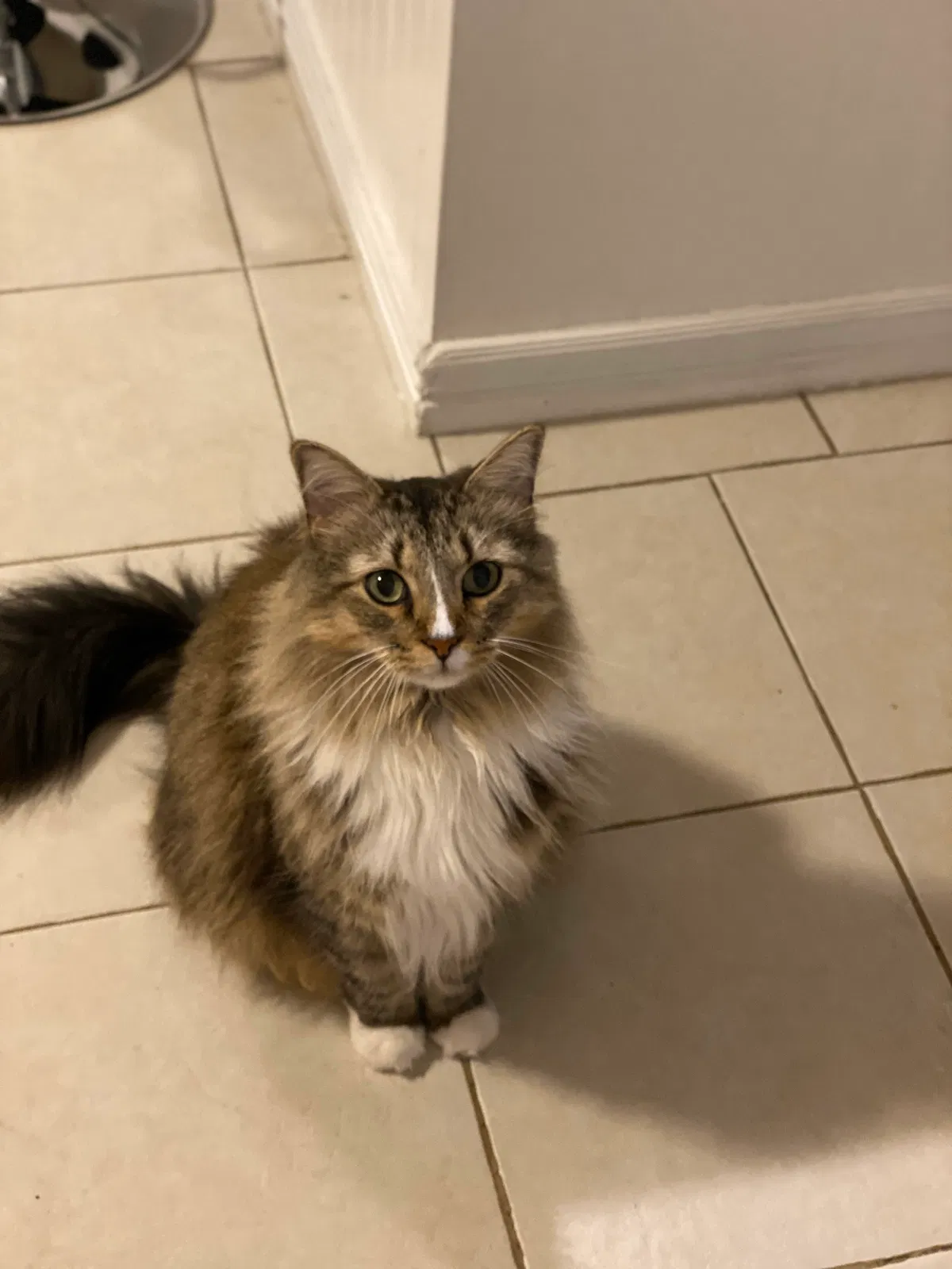 Lost cat in Phoenix, AZ, 85019
