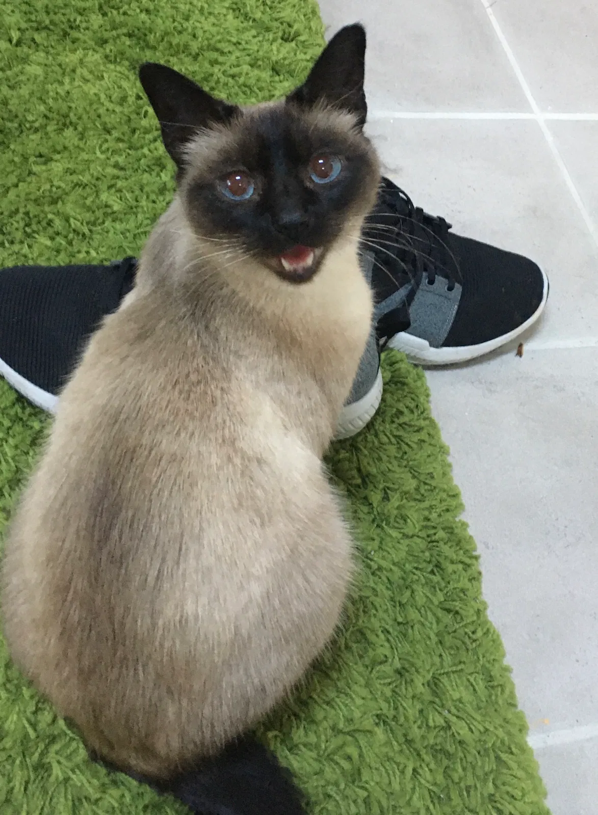 Lost cat in Seattle, WA, 98155