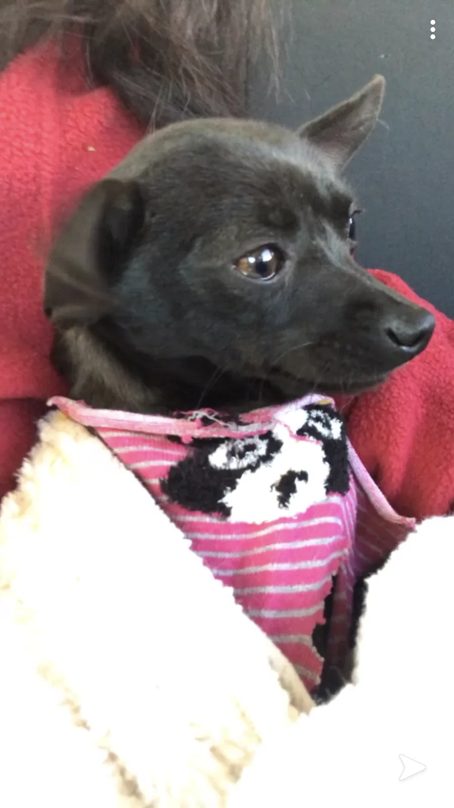 Lost dog in Geary, OK, 73040