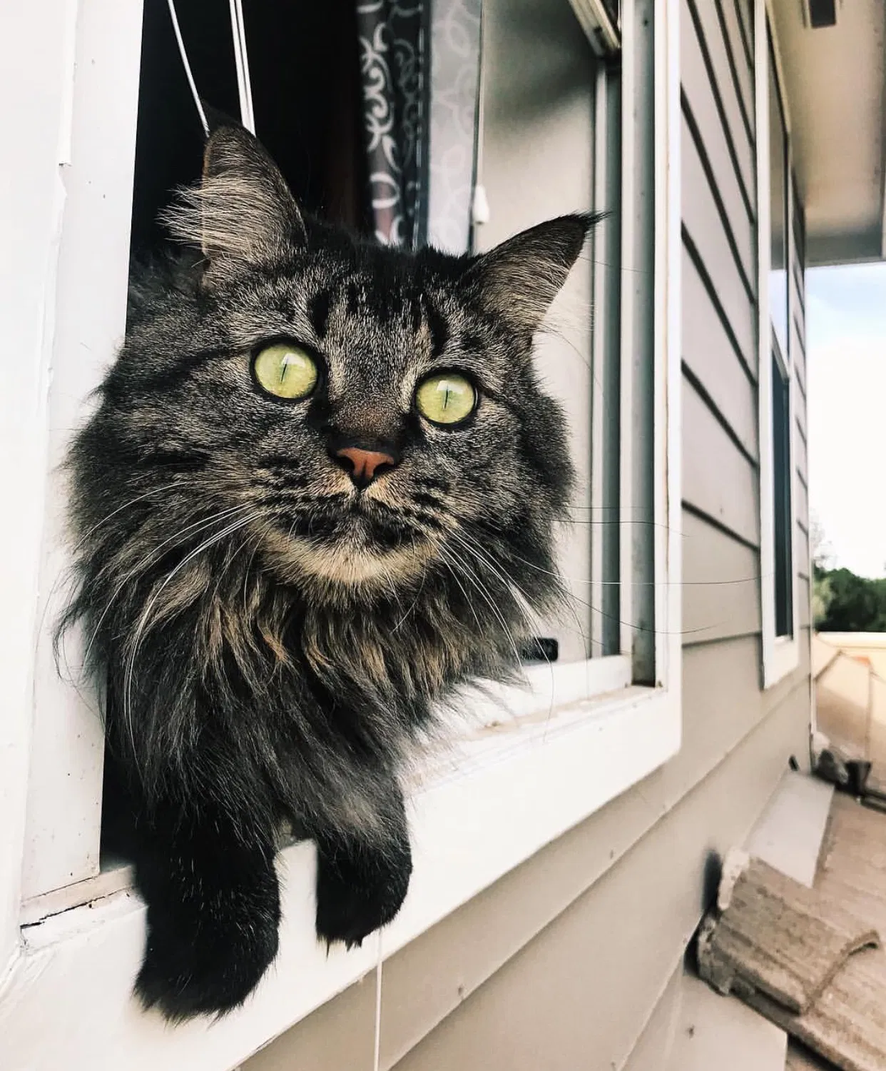 Lost cat in Gilbert, AZ, 85234