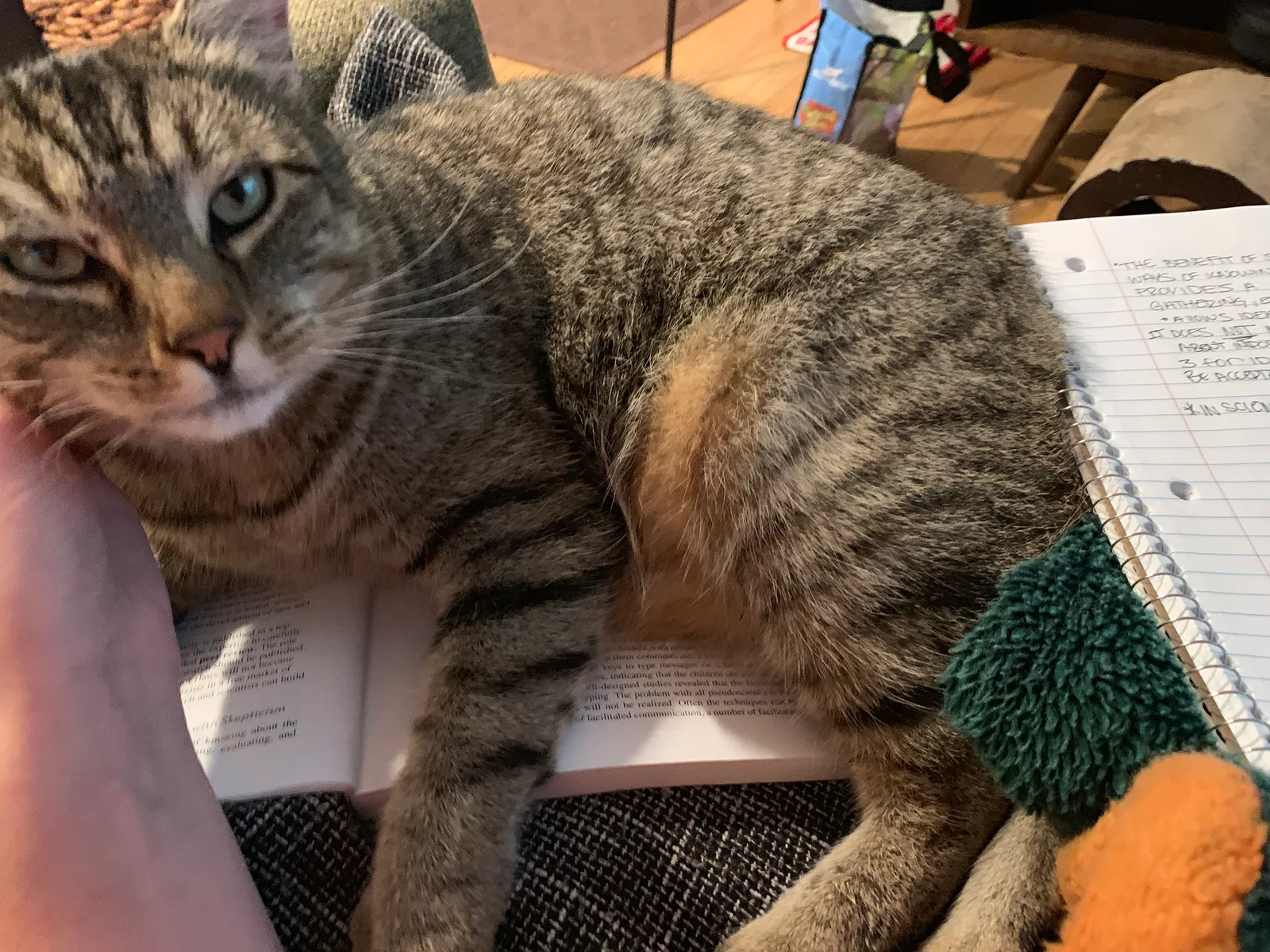 Lost cat in Seattle, WA, 98115