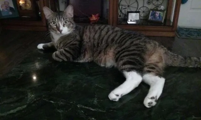 Lost cat in Santa Fe, TX, 77510