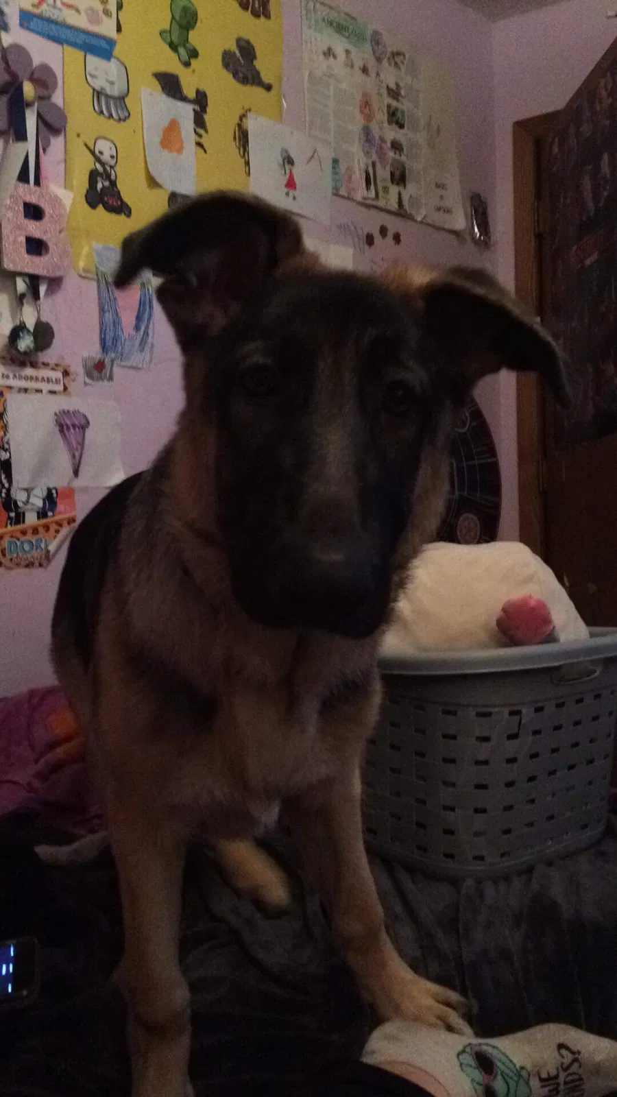 Lost dog in North Branch, MN, 55056