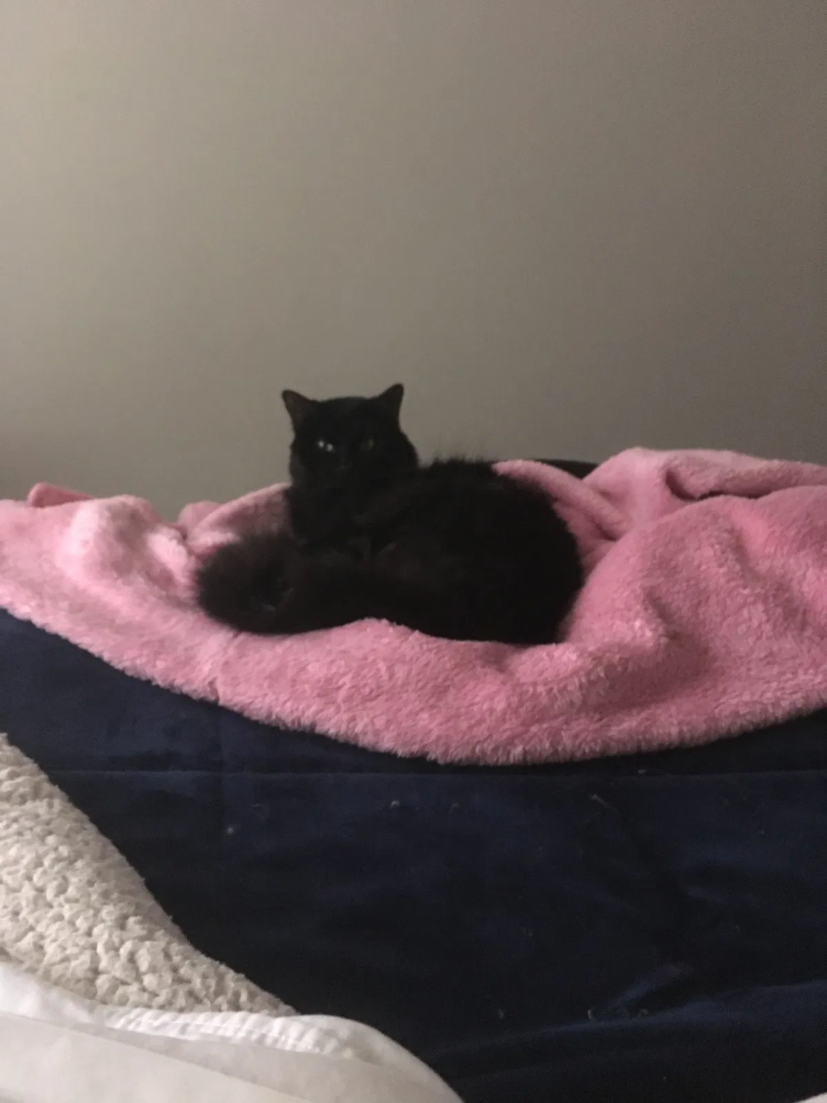 Lost cat in Plano, TX, 75093