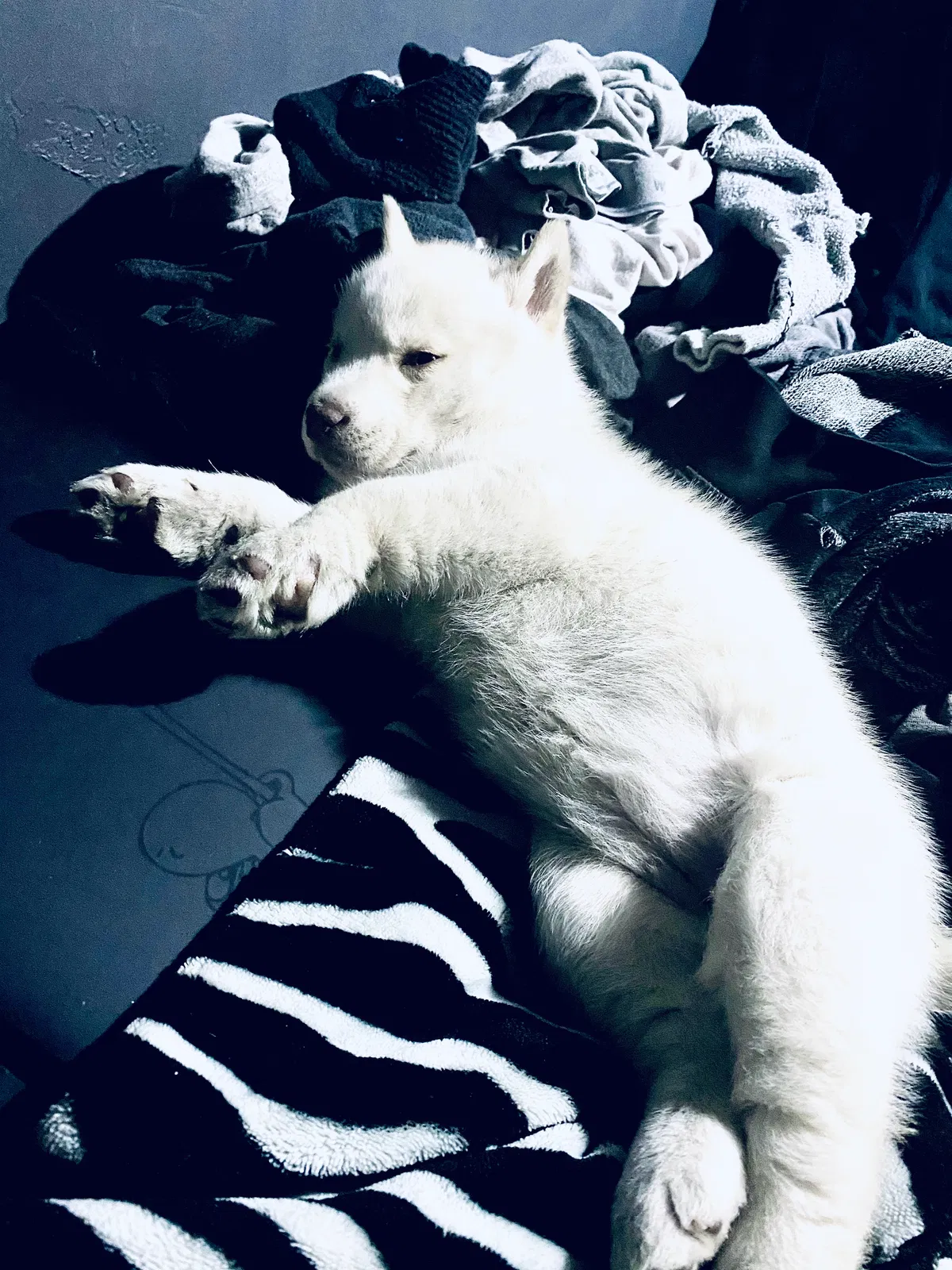 Lost dog in Los Angeles, CA, 90022