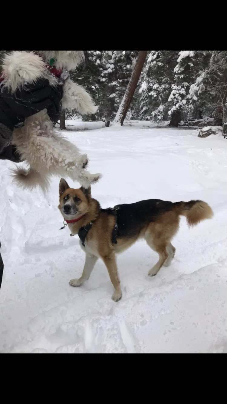 Lost dog in La Puente, CA, 91744