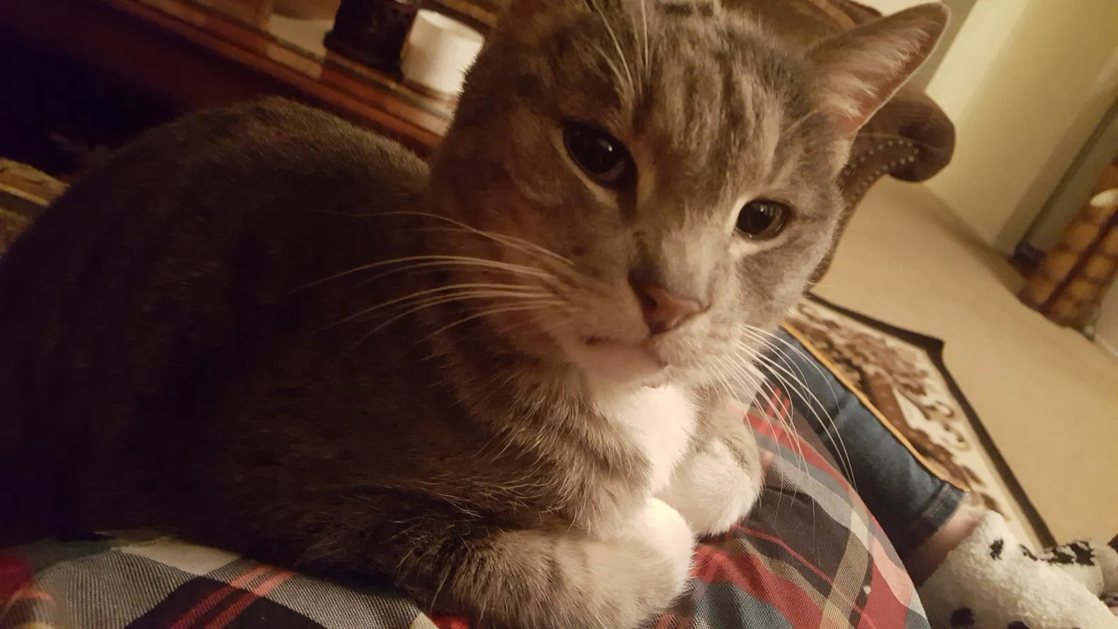 Lost cat in Colton, CA, 92324