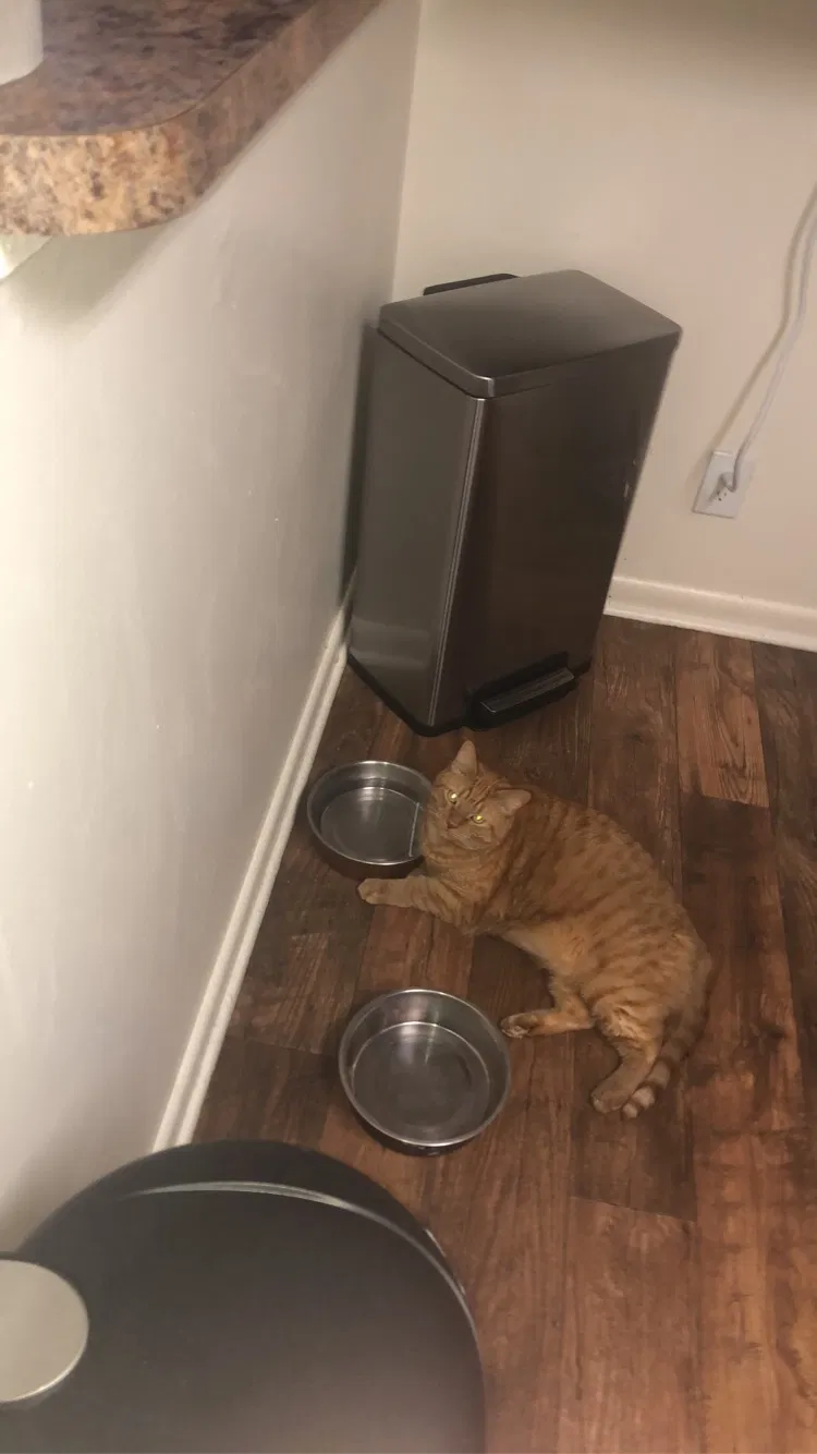 Lost cat in Lutherville Timonium, MD, 21093