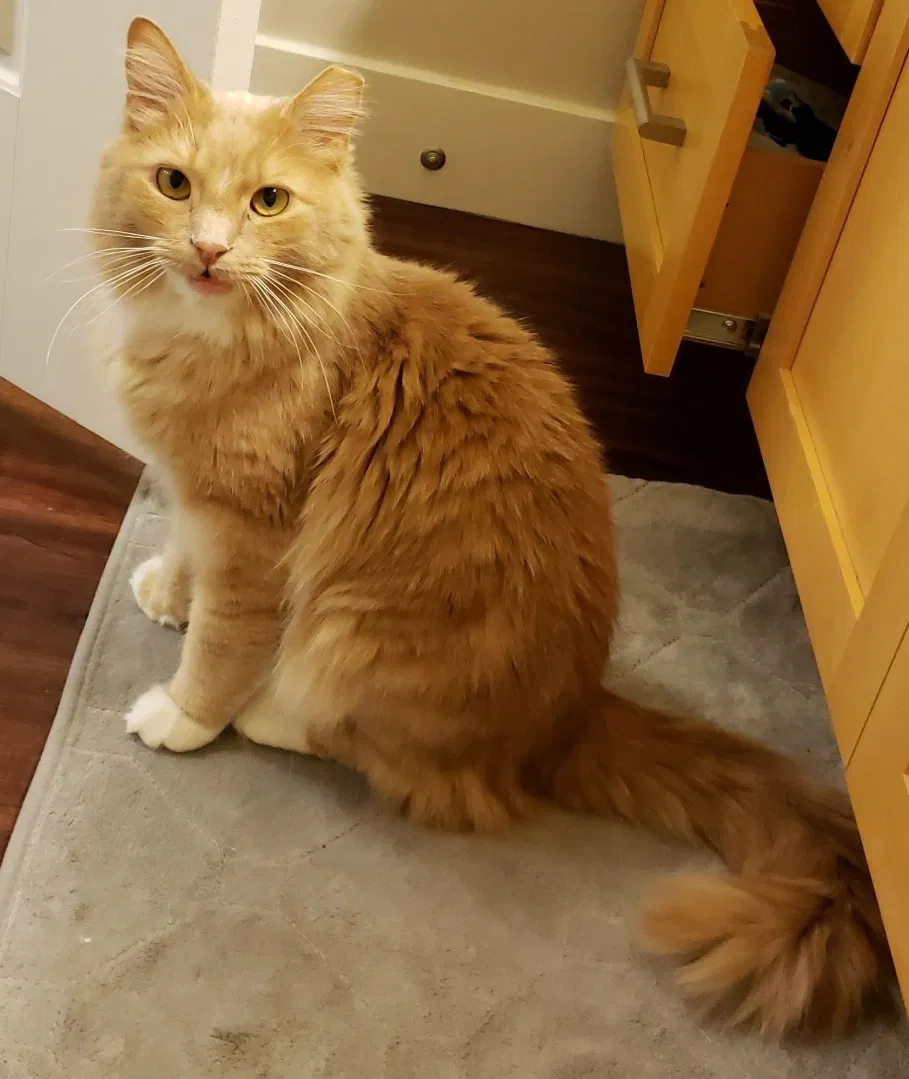 Lost cat in Costa Mesa, CA, 92627