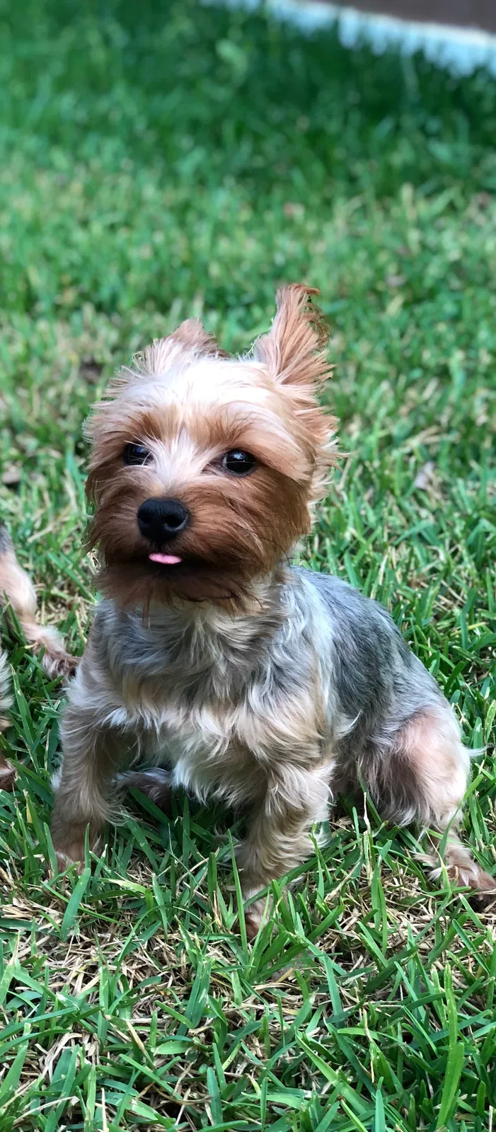 Lost dog in Fort Worth, TX, 76106