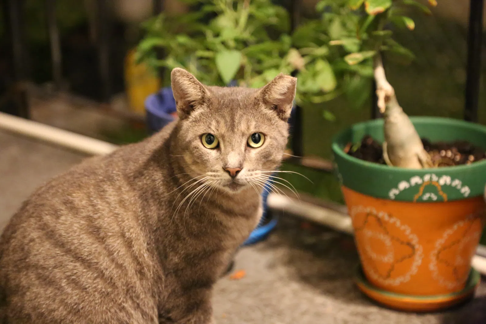 Lost cat in Miami, FL, 33145