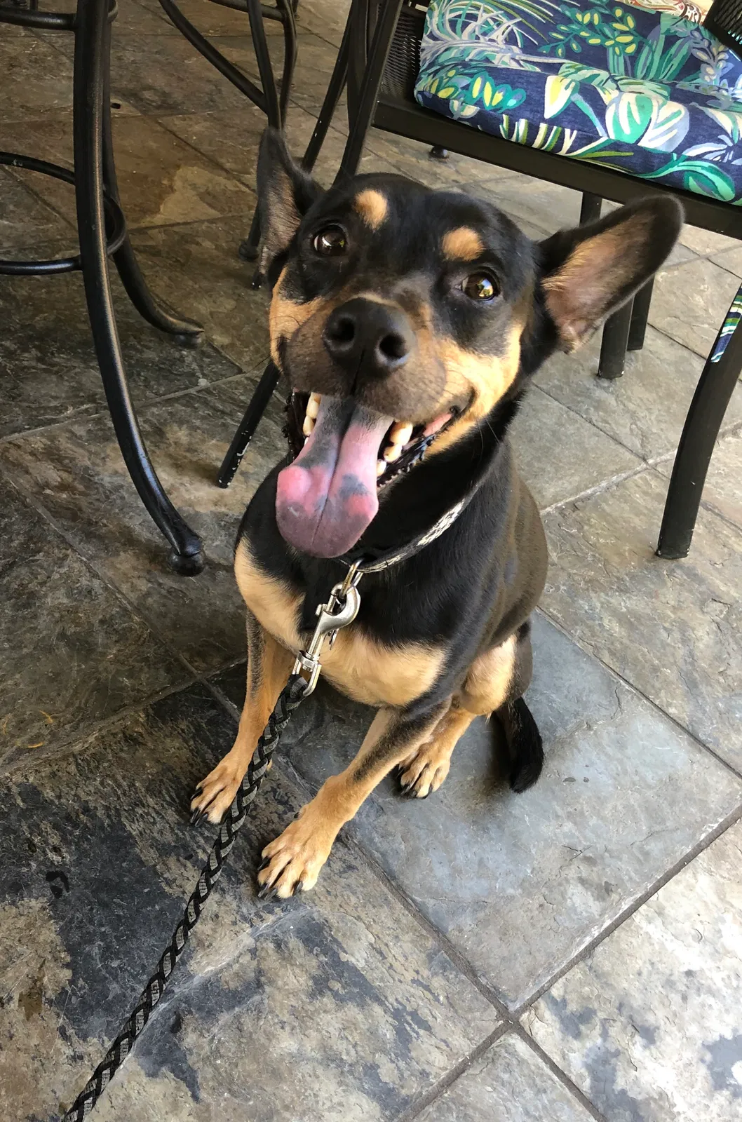 Lost dog in Atlanta, GA, 30342