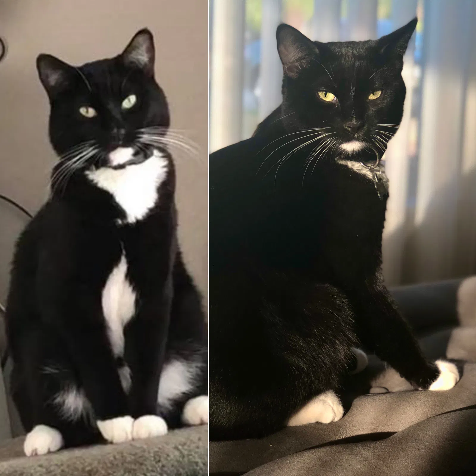 Lost cat in Grand Terrace, CA, 92313