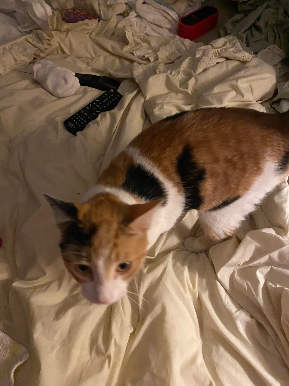 Lost cat in Phoenix, AZ, 85015