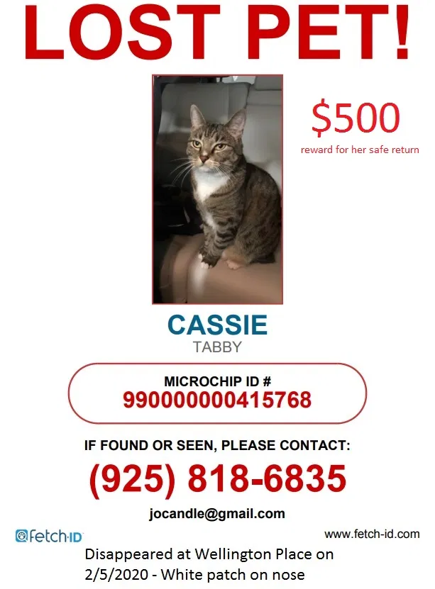 Lost cat in Vallejo, CA, 94591