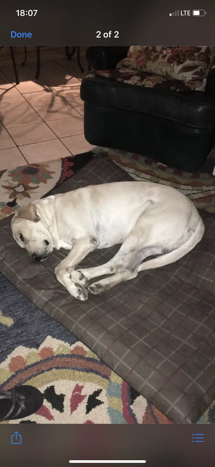 Lost dog in Fort Worth, TX, 76119