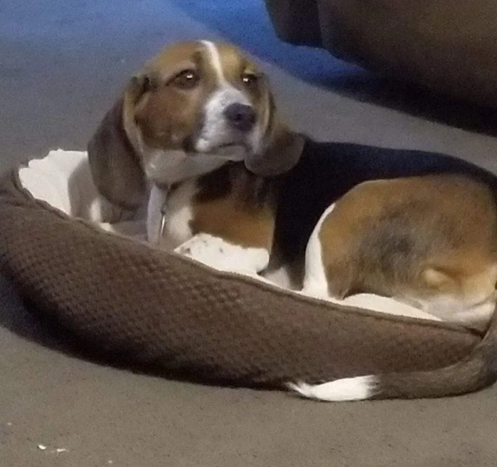 Lost dog in Springtown, TX, 76082