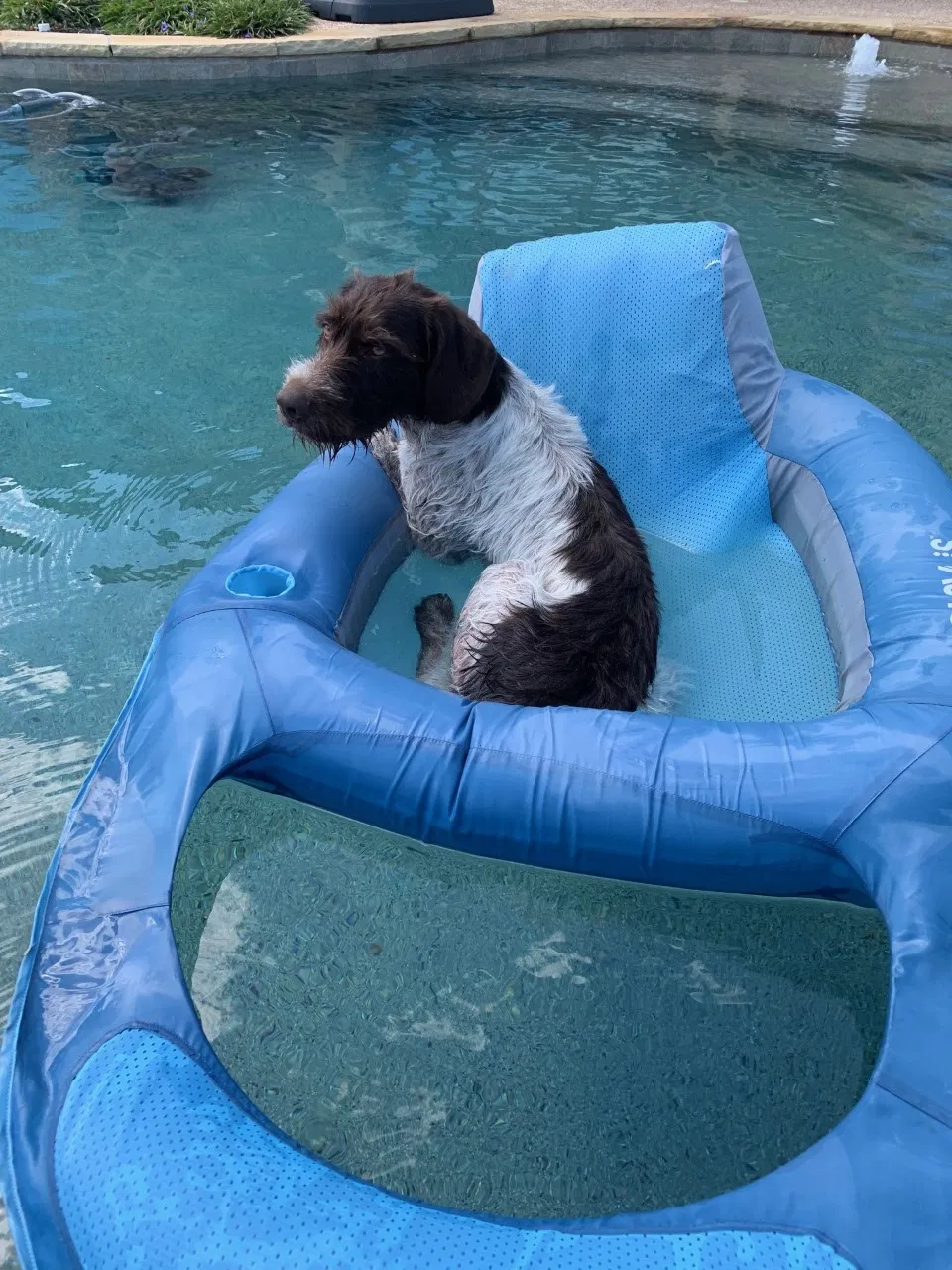 Lost dog in Haltom City, TX, 76117