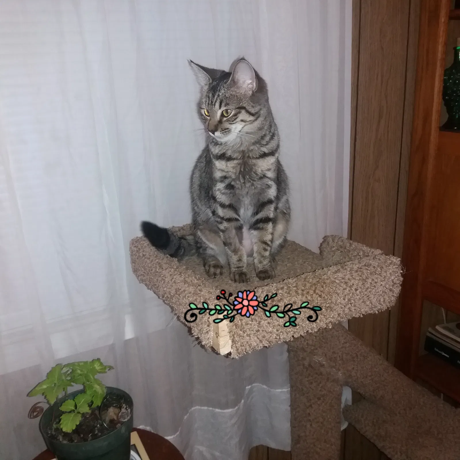 Lost cat in Medford, OR, 97501