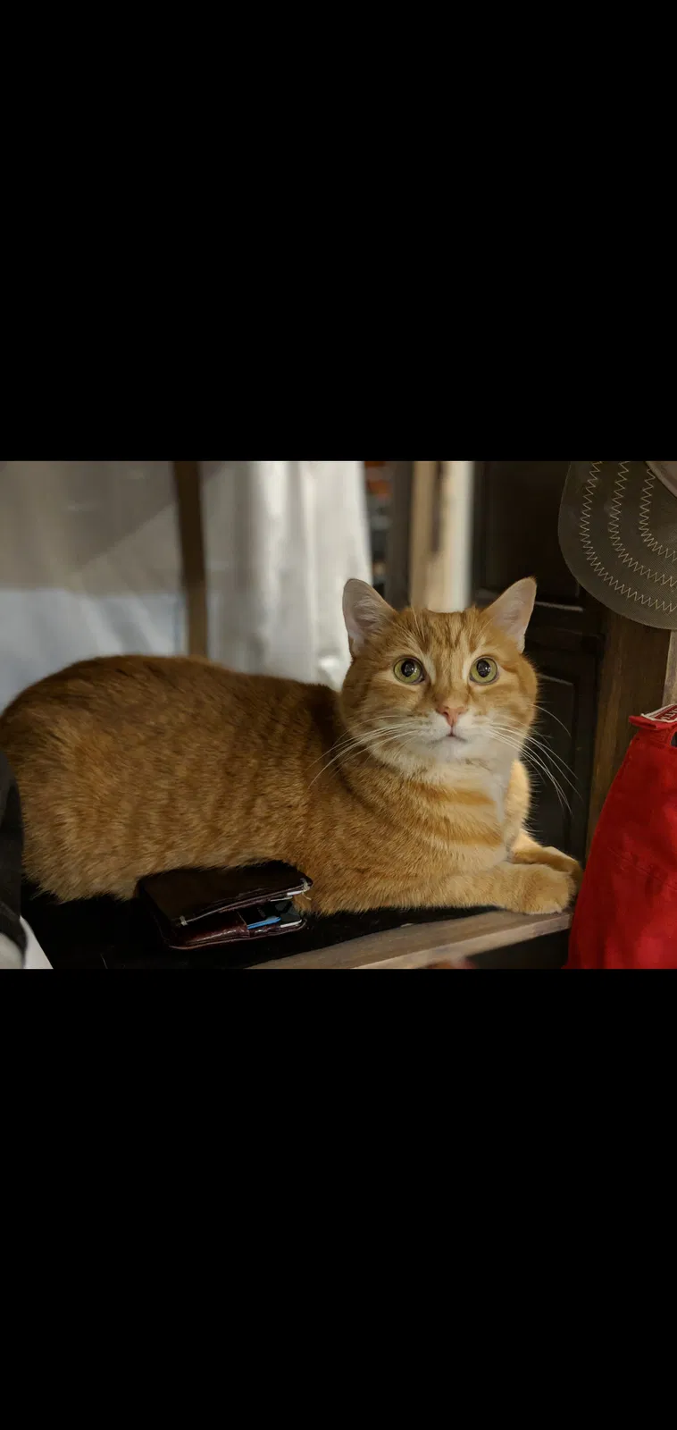 Lost cat in Carlsbad, CA, 92011