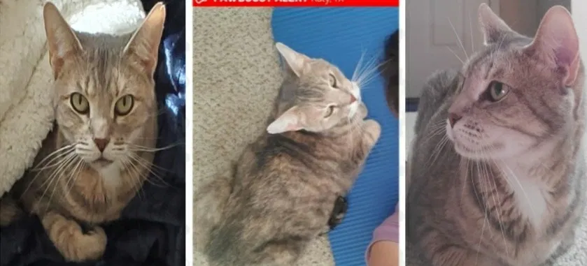 Lost cat in Katy, TX, 77450