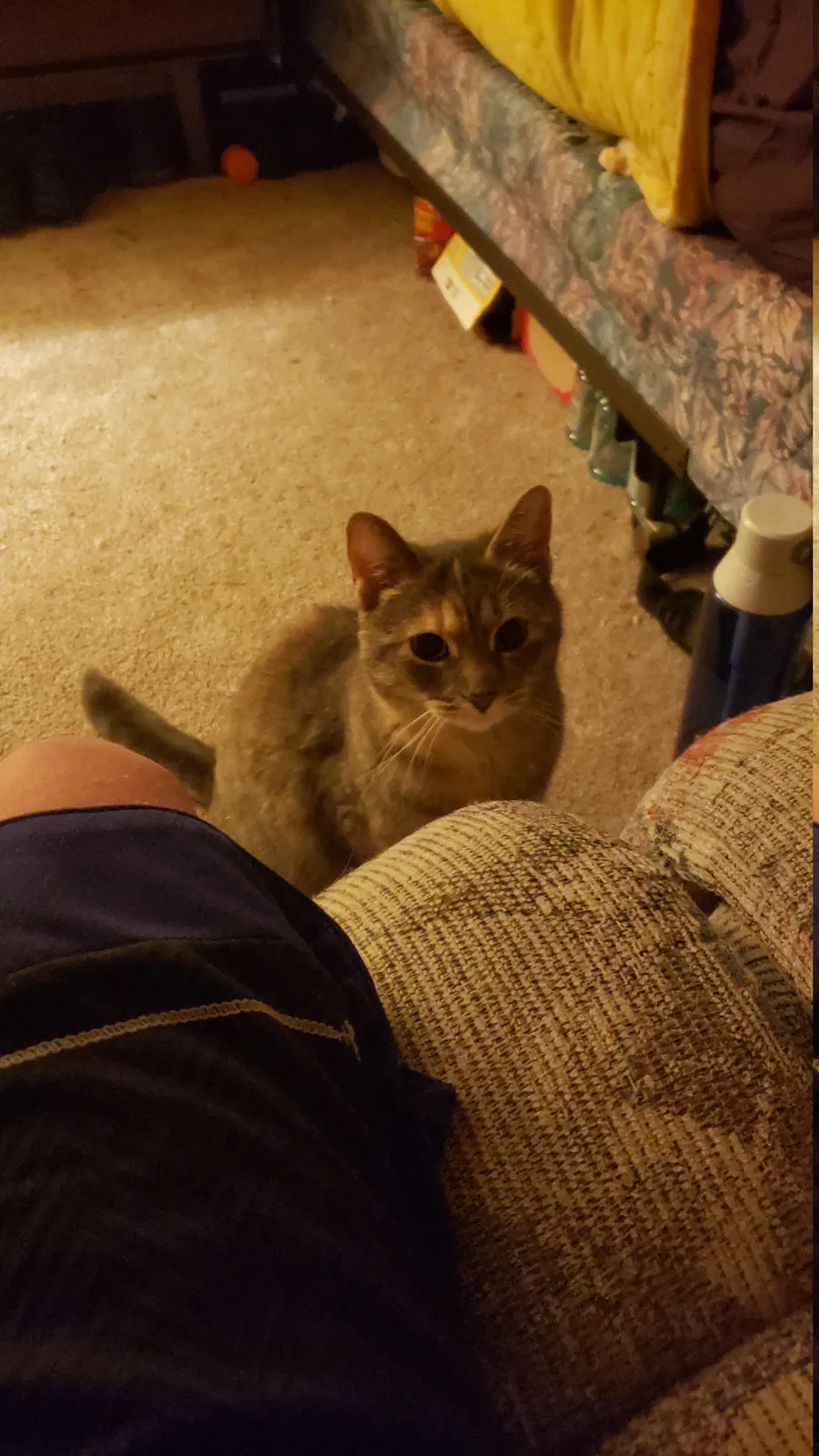 Lost cat in Minneapolis, MN, 55432