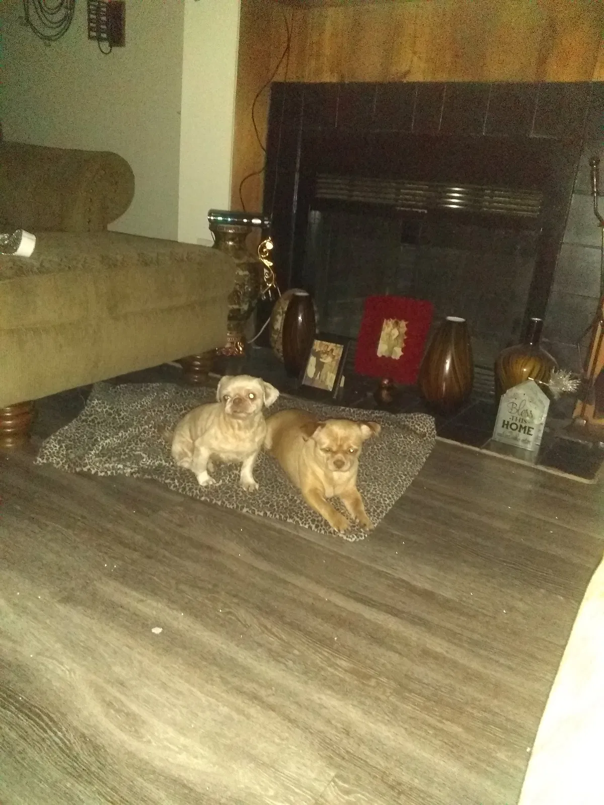 Lost dog in Fort Worth, TX, 76112