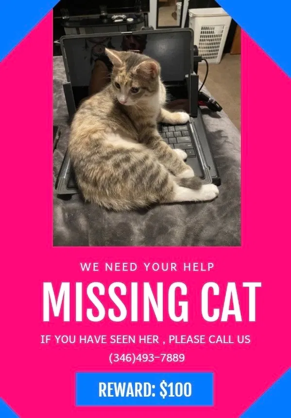 Lost cat in Houston, TX, 77087