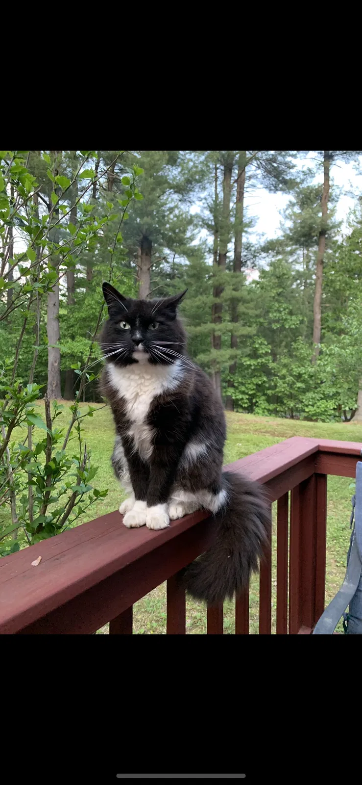 Lost cat in Southwick, MA, 1077