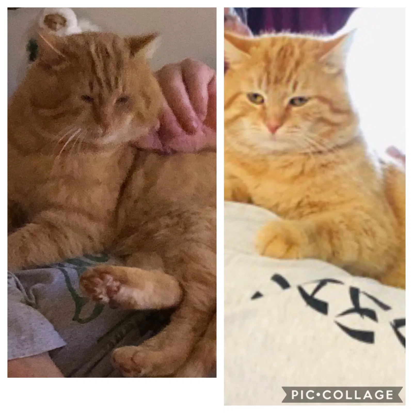 Lost cat in Franklinton, NC, 27525