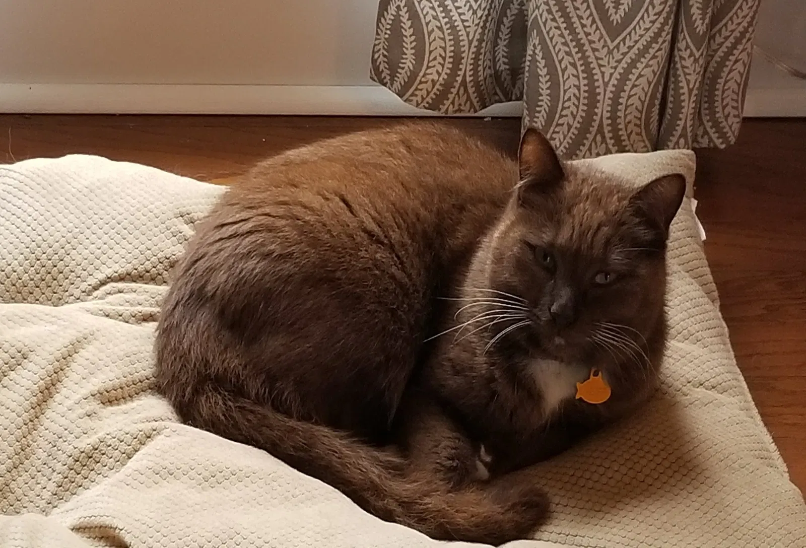 Lost cat in Charlotte, NC, 28277