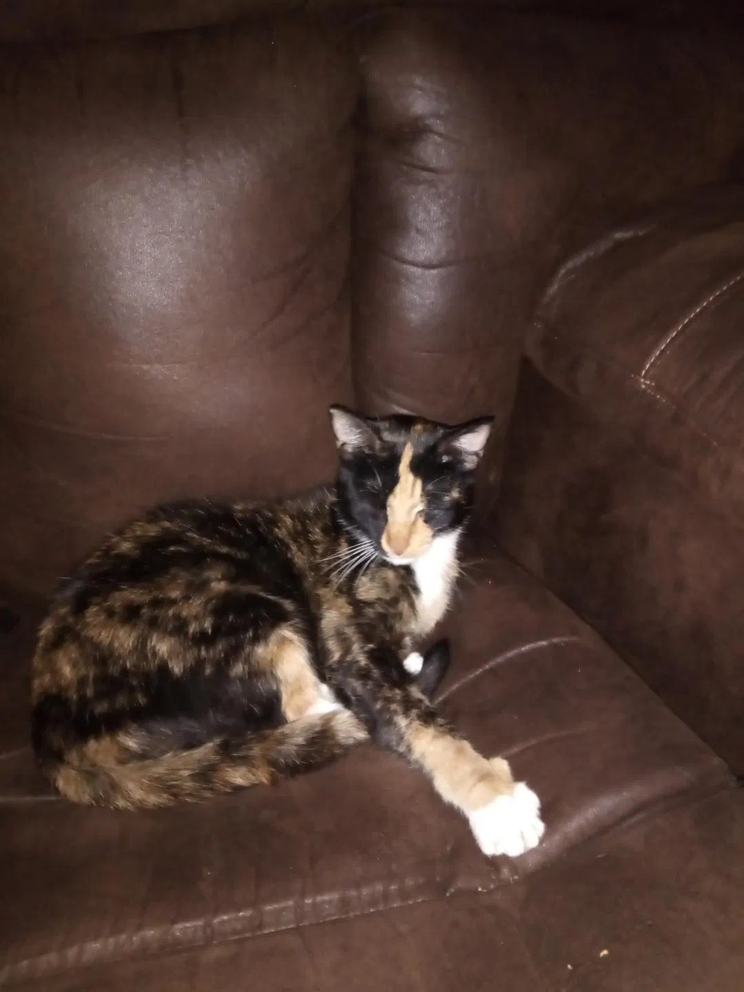 Lost cat in Columbus, OH, 43213