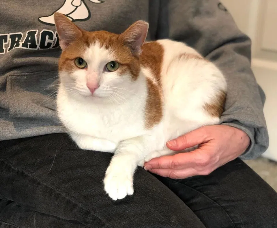 Lost cat in Gaithersburg, MD, 20877