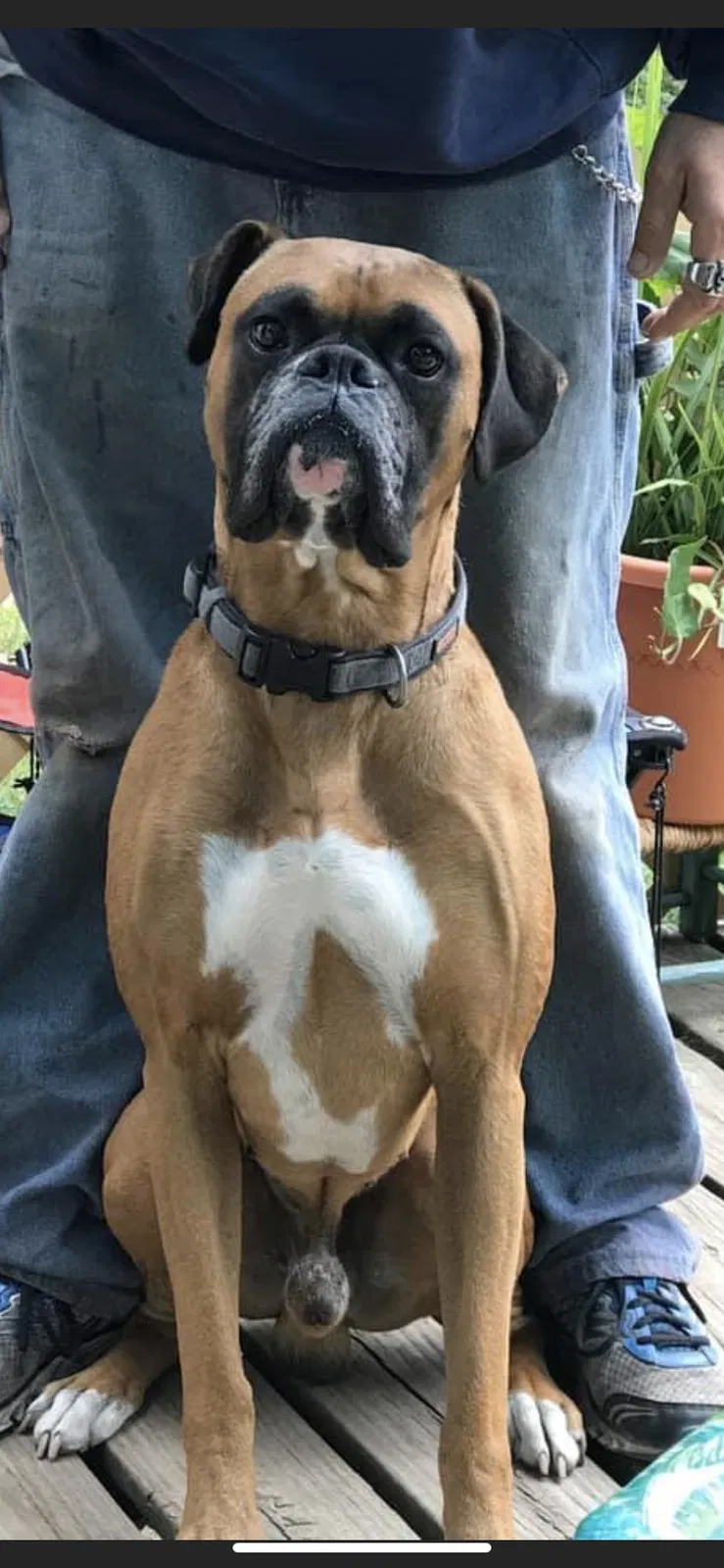 Lost dog in Muskegon, MI, 49442