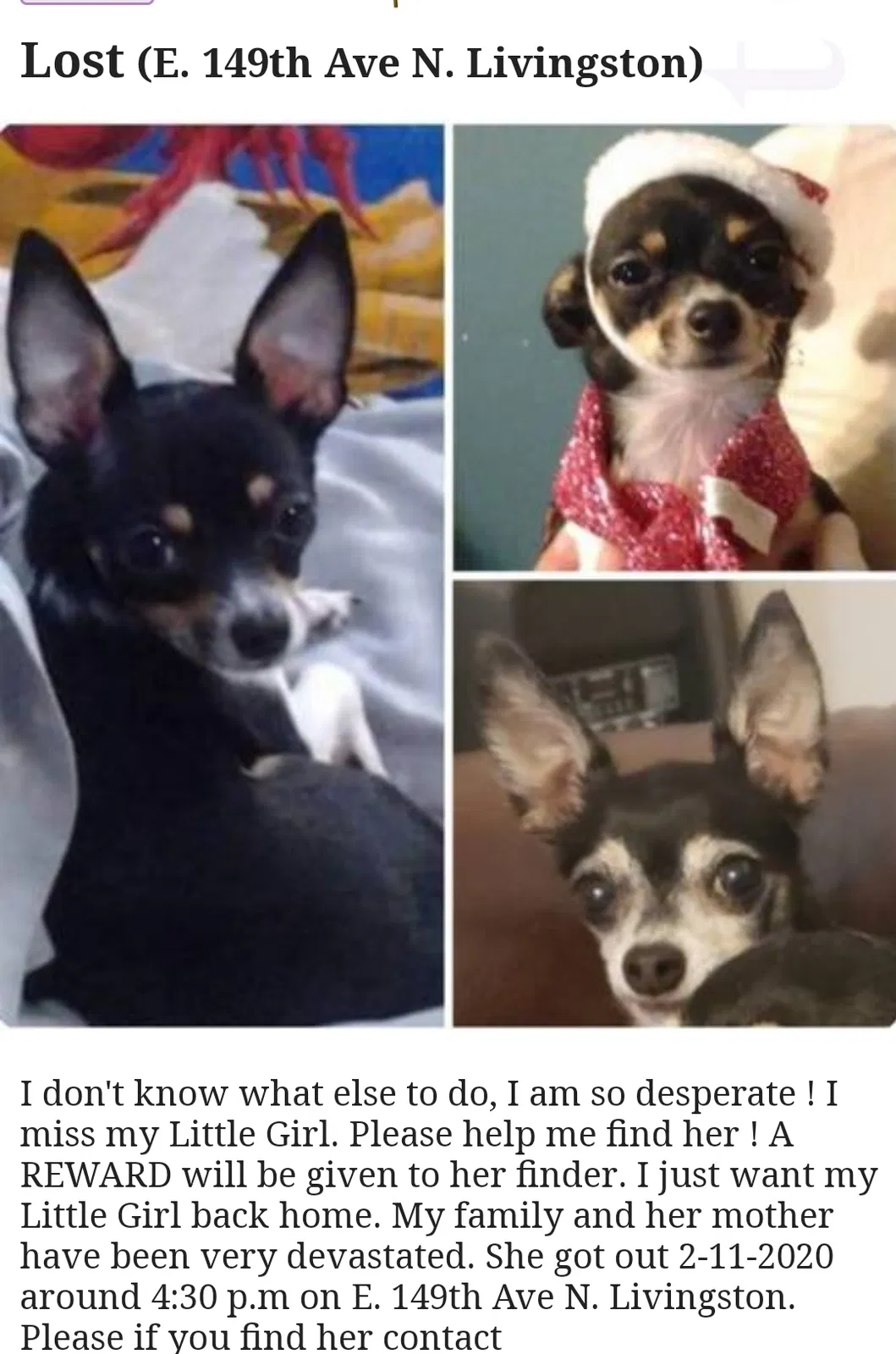 Lost dog in Lutz, FL, 33559