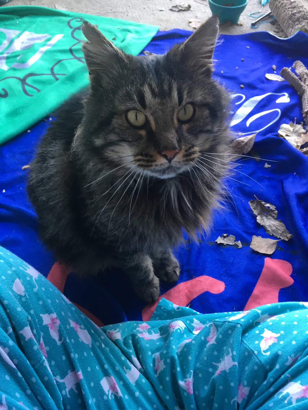 Lost cat in Hilliard, OH, 43026