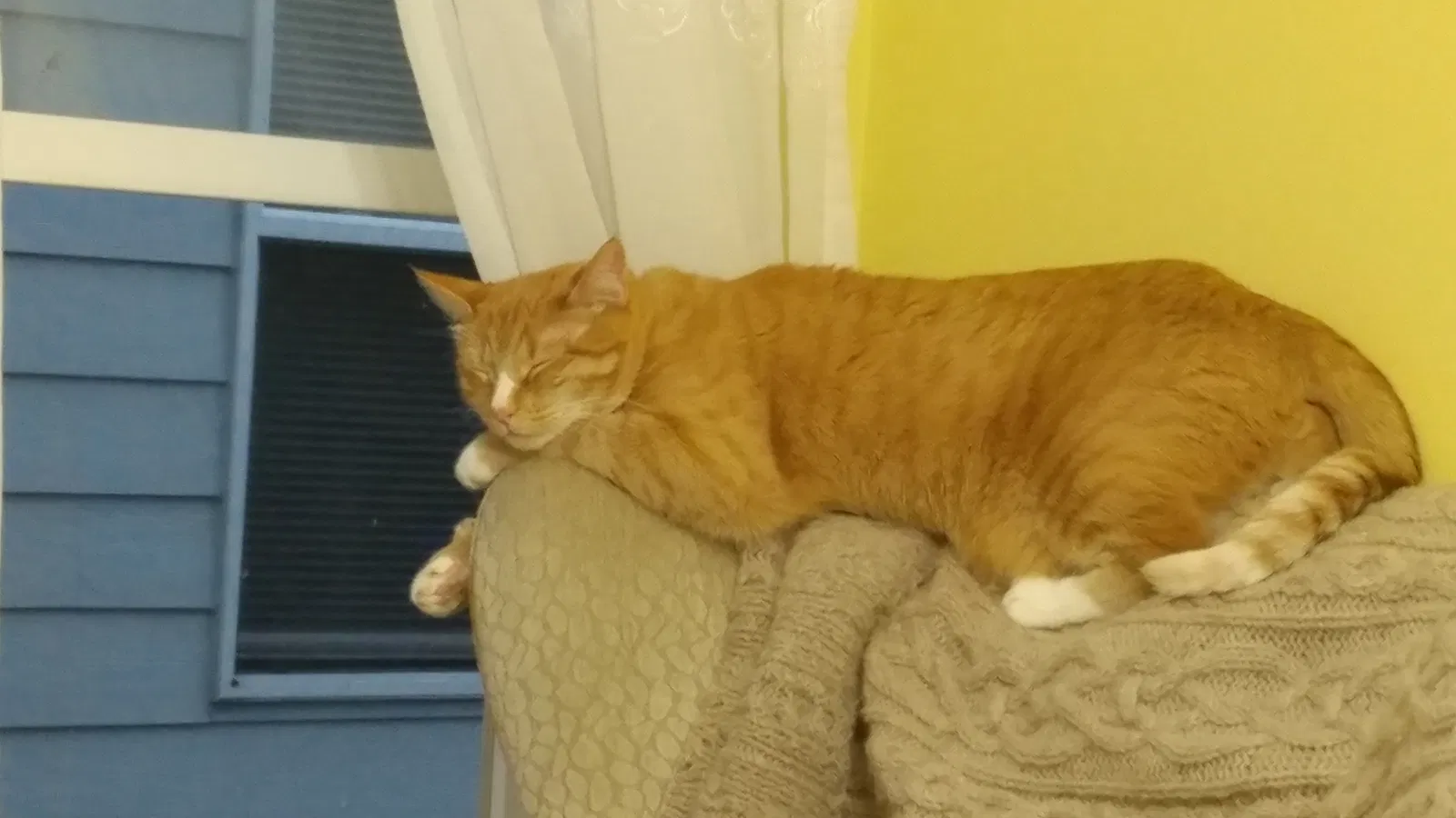 Lost cat in Renton, WA, 98058