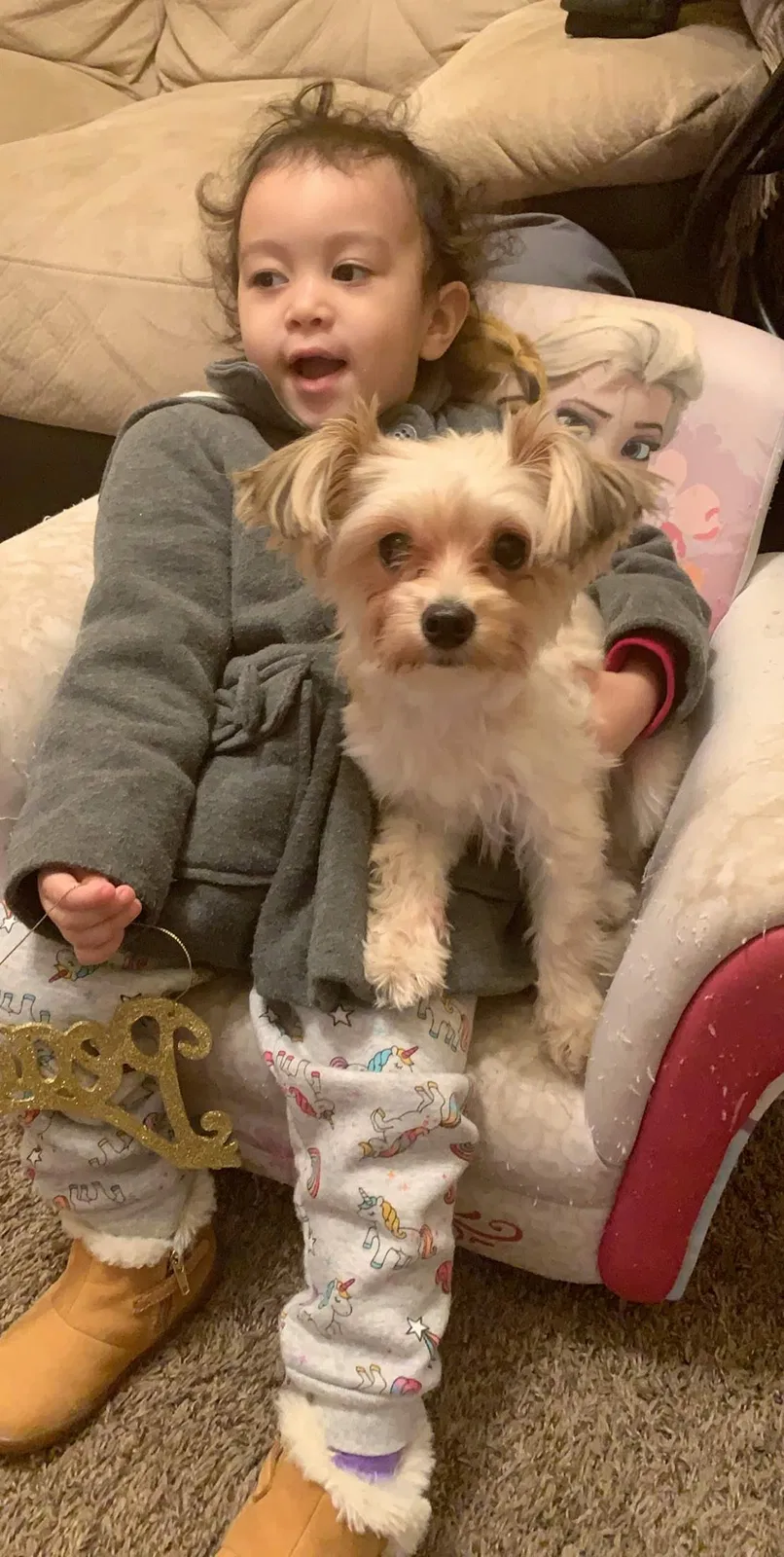 Lost dog in Worcester, MA, 1610
