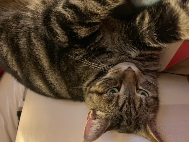 Lost cat in Germantown, MD, 20876