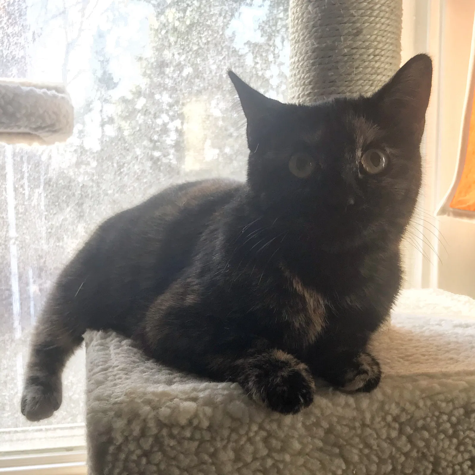 Lost cat in Columbus, OH, 43209