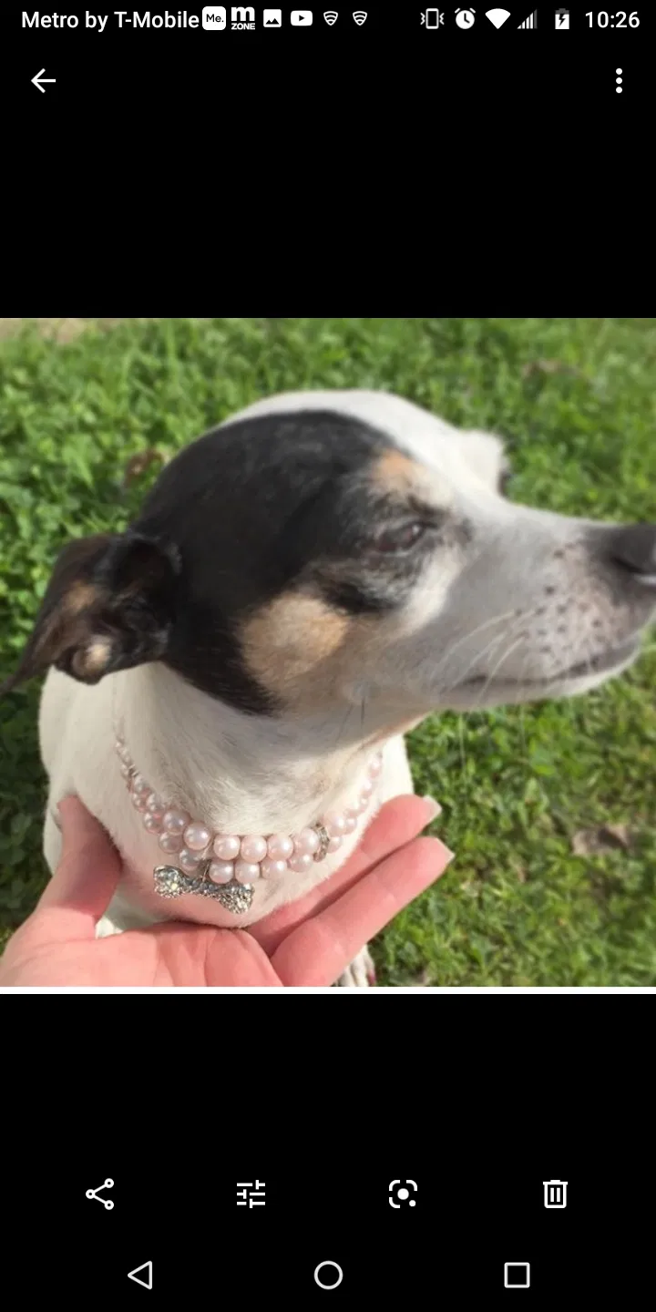 Lost dog in Dublin, CA, 94568