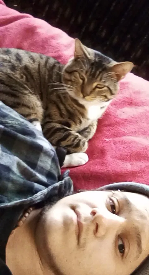 Lost cat in Bristol, CT, 6010