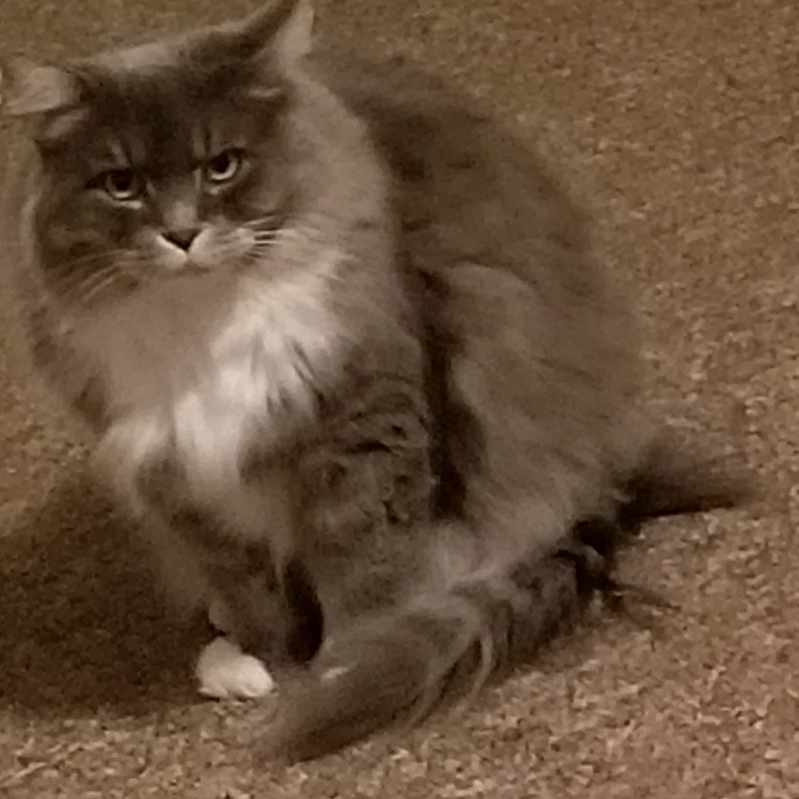 Lost cat in Glen Allen, VA, 23060