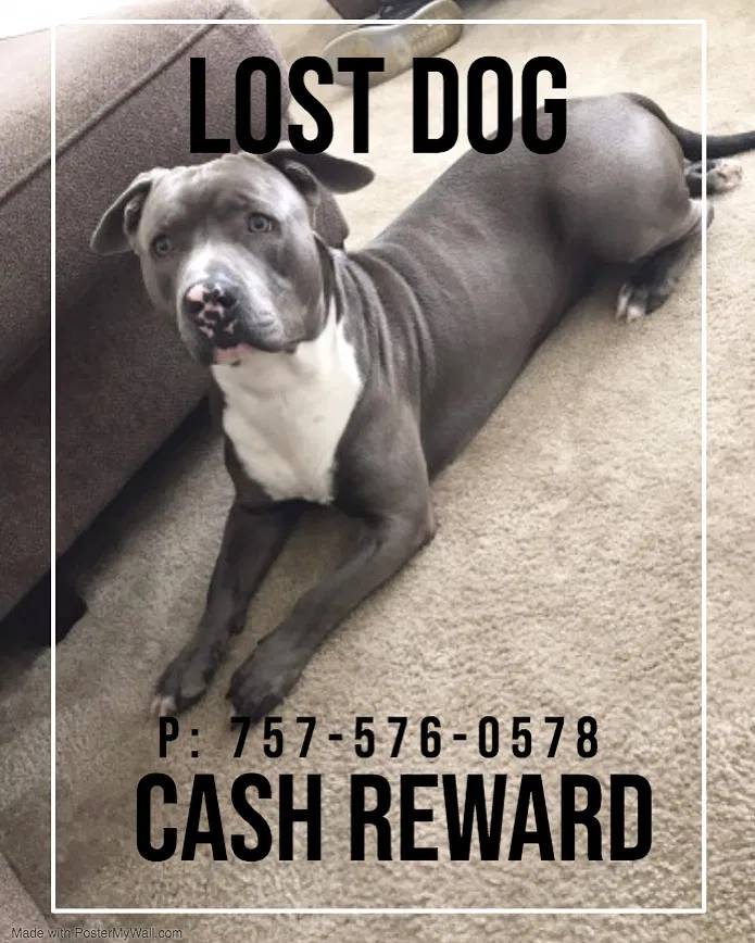 Lost dog in Hampton, VA, 23666