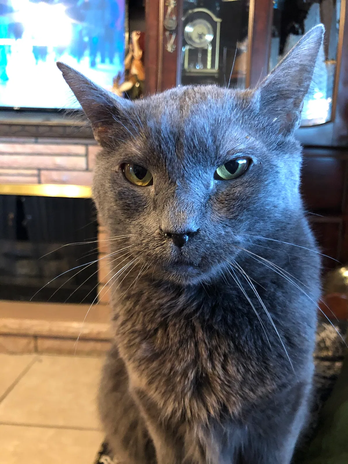 Lost cat in Mesa, AZ, 85204